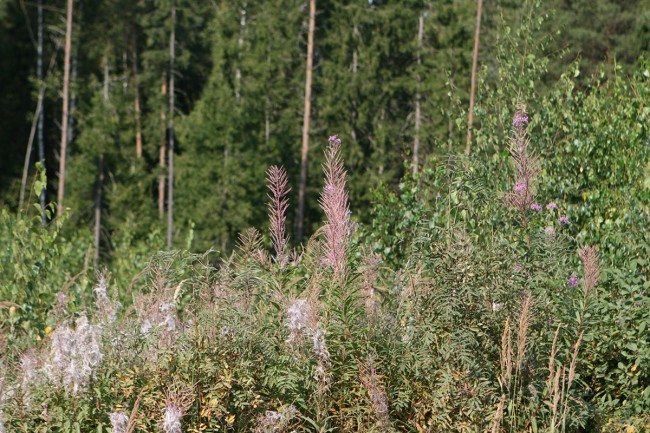 1_9569.jpg