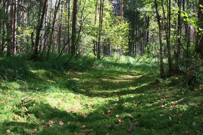 мой лес_0096.jpg