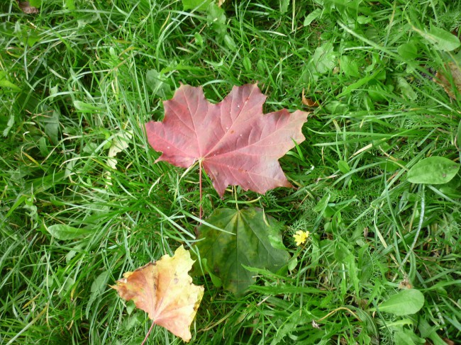 P1240586+.jpg