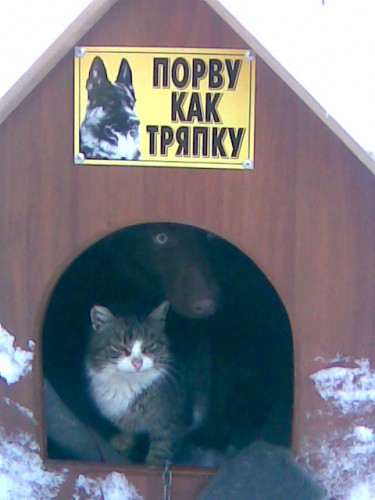Потап и усыновленный котик