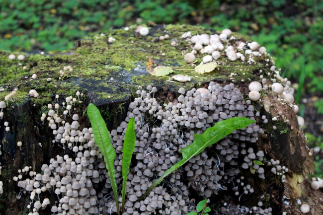 Навозник рассеянный (лат. Coprinellus disseminatus) — гриб семейства Псатирелловые (Psathyrellaceae)