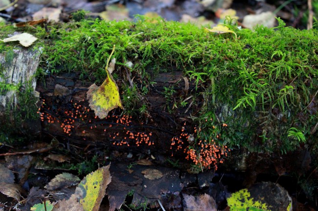 Трихия обманчивая Trichia decipiens
