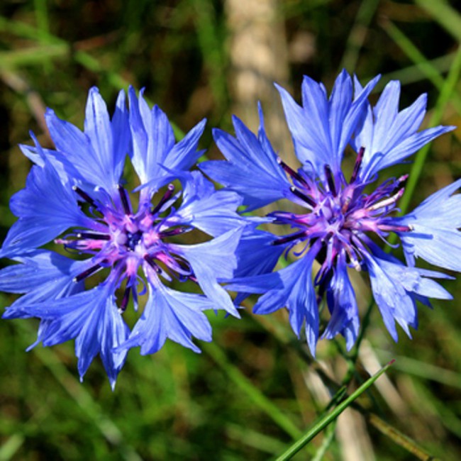 ngm_442058673_1.jpg