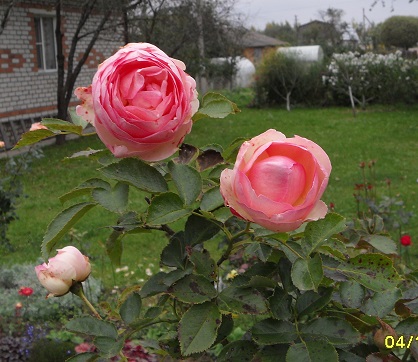 роза Пьер де Ронсар