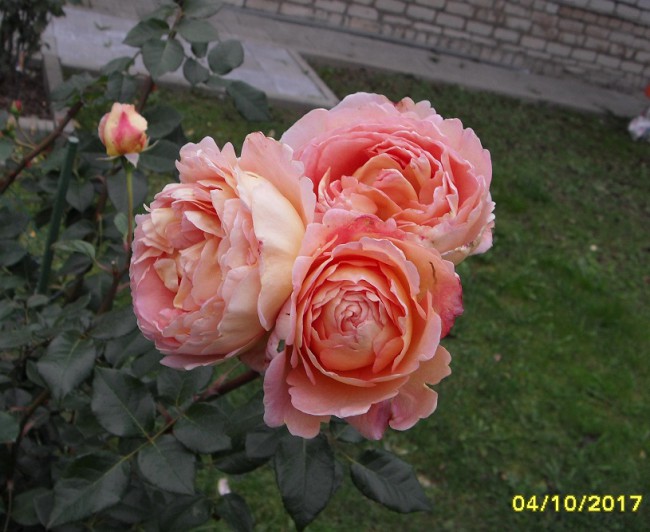 Абрахам Дерби