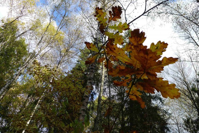 P1350360.JPG