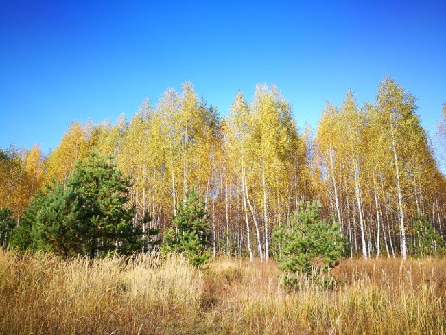 IMG-20171009-WA0085.jpg