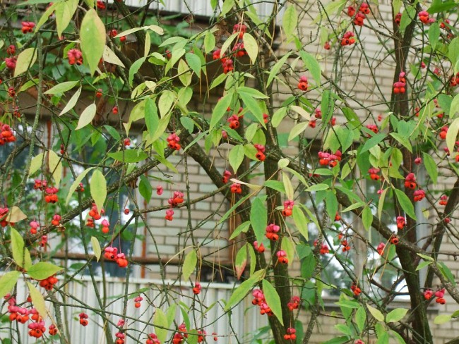 DSCF7433.jpg