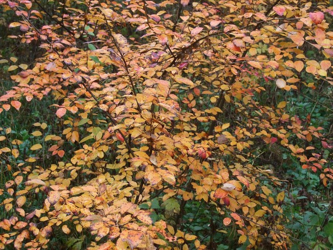 DSCF7429.jpg