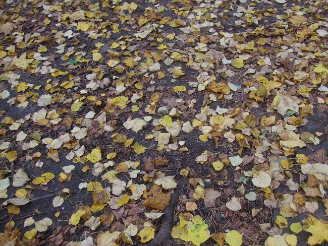 DSCF7424.jpg