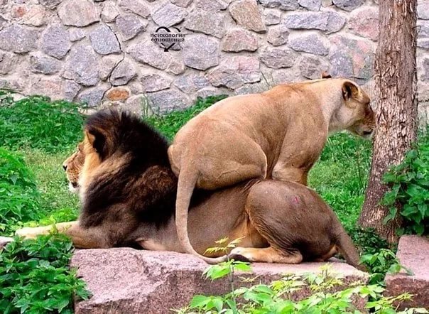 В СЕМЬЕ БОРЗЕТЬ МОЖЕТ КТО-ТО...ОДНА