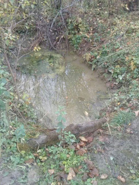 лужа.jpg