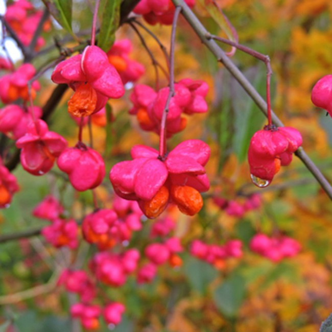 ngm_442383703_DR_1.jpg