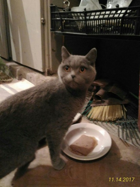 коша.jpg