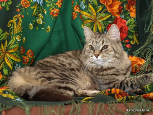 Никуша-Брусника и Рыжее лето