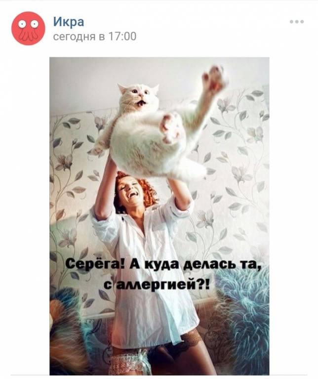 котэ.JPG