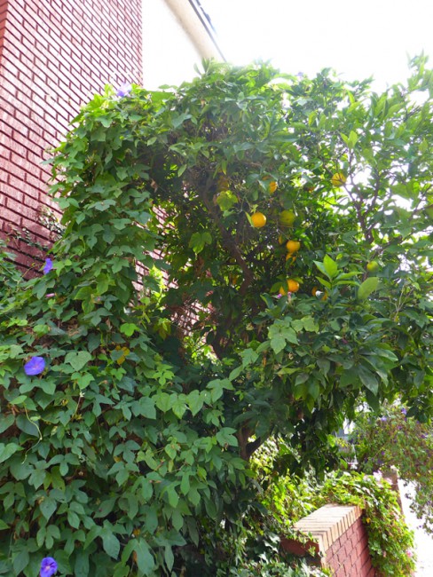 P1090047.jpg
