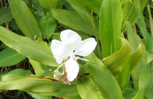 DSCN4137.JPG