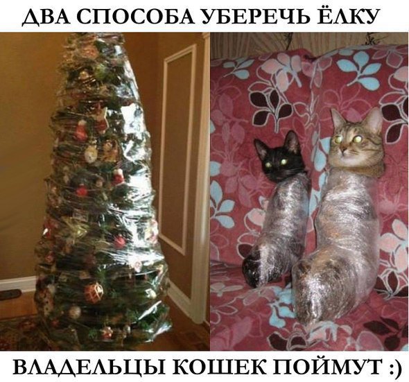 коты.jpg