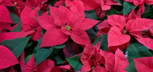 WP_20171213_010.jpg