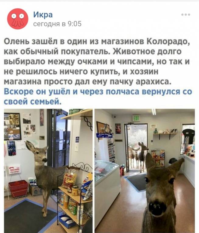 олень.JPG