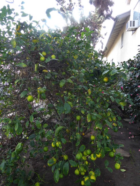 P1090645.jpg