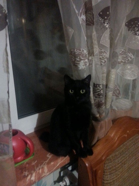 Вот она - красавица - Багира, коротко - Бася :)))