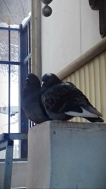 20180121_115431_новый размер.jpg