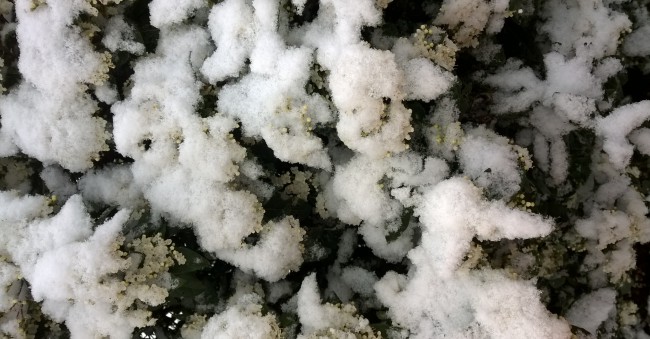 WP_20180205_005.jpg