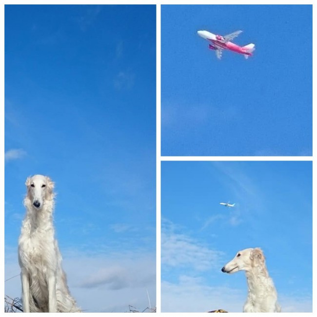 Небо Самолёт Ледушка.jpg