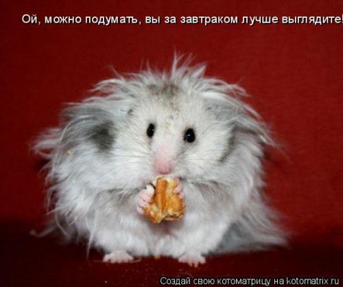 ХОМЯК.jpg