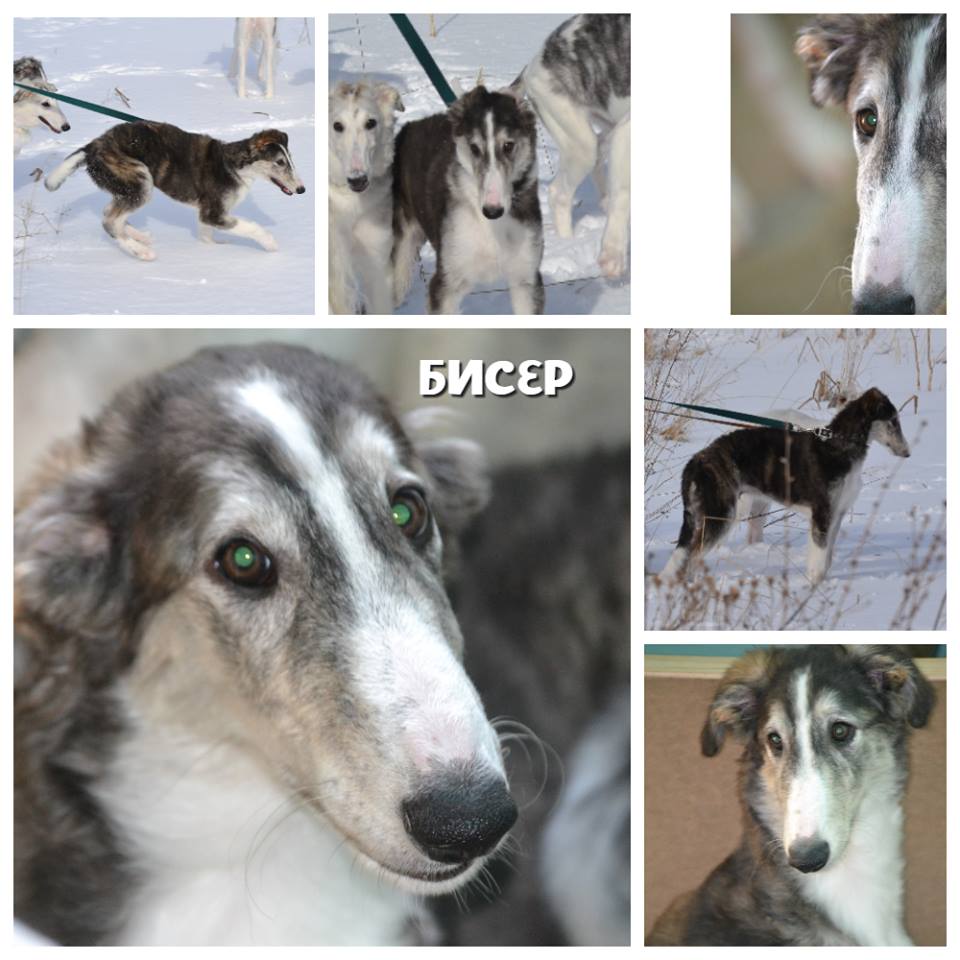 Бисер