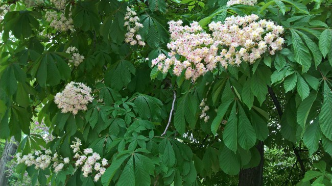 WP_20180429_16_48_37_Pro.jpg