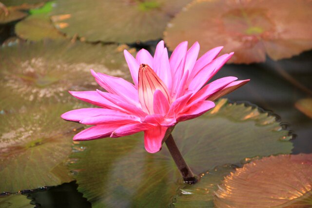 IMG_7335.JPG