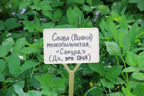 IMG_7340.JPG
