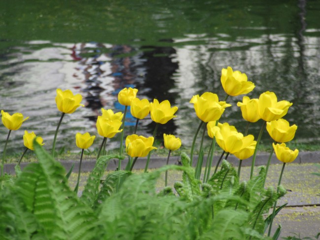 tulpes.jpg