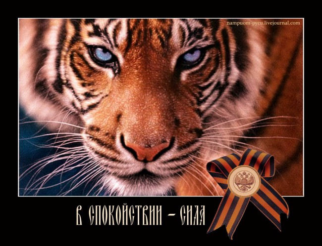 georgievskaya-lenta-tigr.jpg