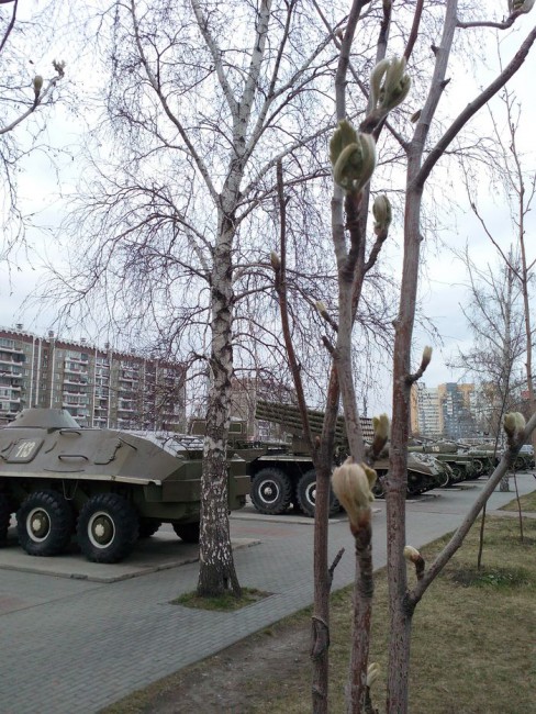 почки.jpg