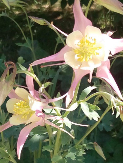 flower.jpg