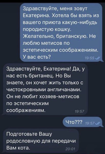 кот.jpg