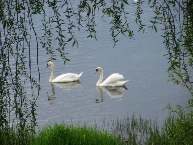 IMG_8724_1.jpg