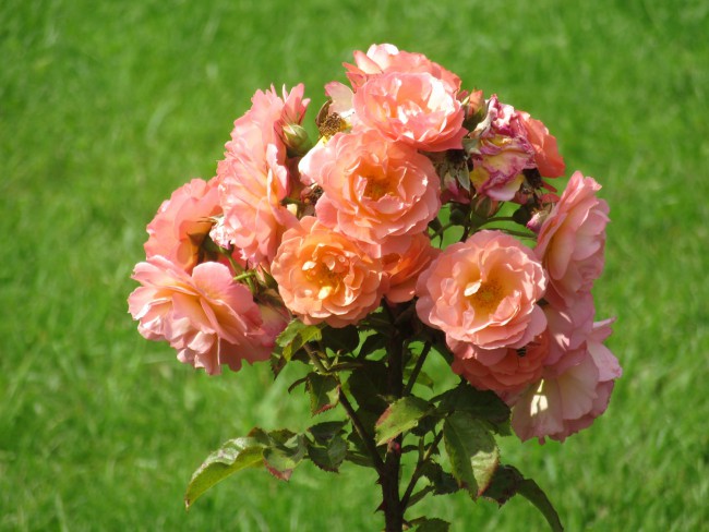 IMG_8673_1.jpg