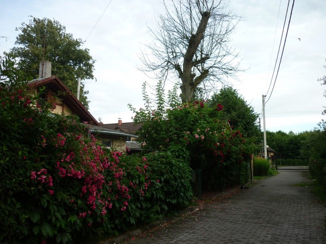 P1270115+.jpg