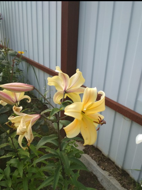 IMG_20180722_151100.jpg