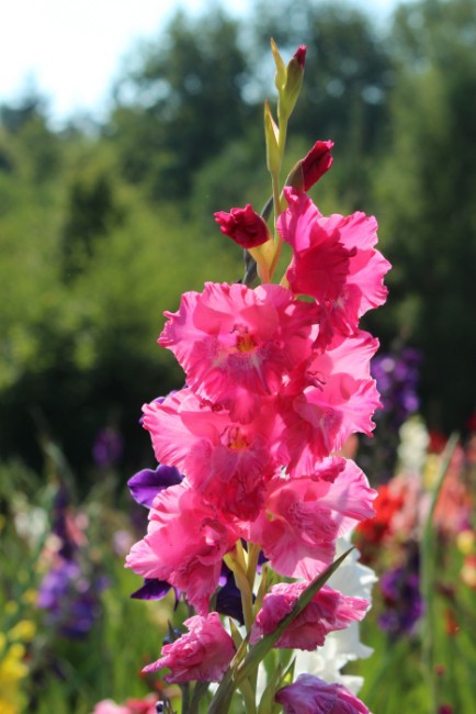 IMG_7800a.jpg