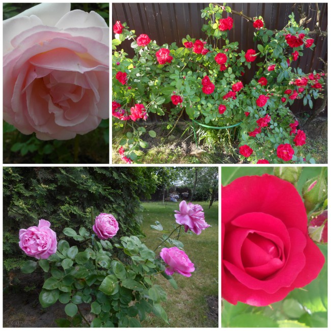 collage1.jpg