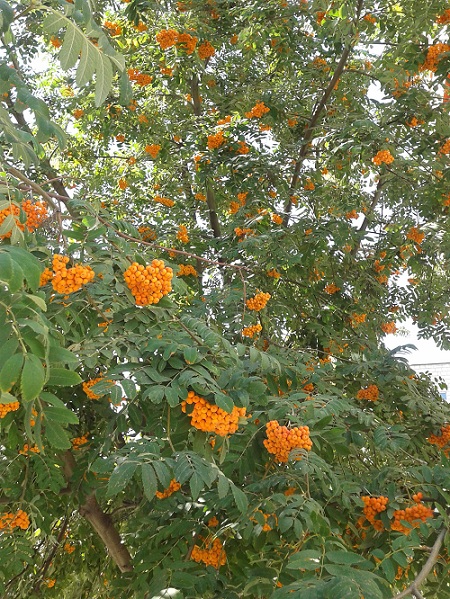 2018-08-19 09.38.10.jpg