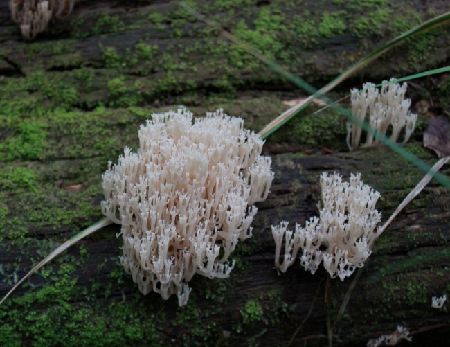Клавикорона коробчатая (лат. Artomyces pyxidatus) — другие названия: Артомицес крыночковидный, Оленьи рожки, Грибная капуста, Грибная лапша, Clavicorona pyxidata