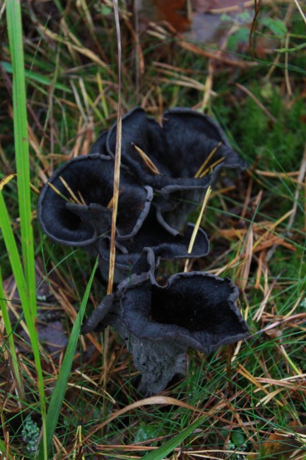 Черная лисичка (вороночник рожковидный Craterellus cornucopioides)Категория: Кантарелловые (лисичковые).