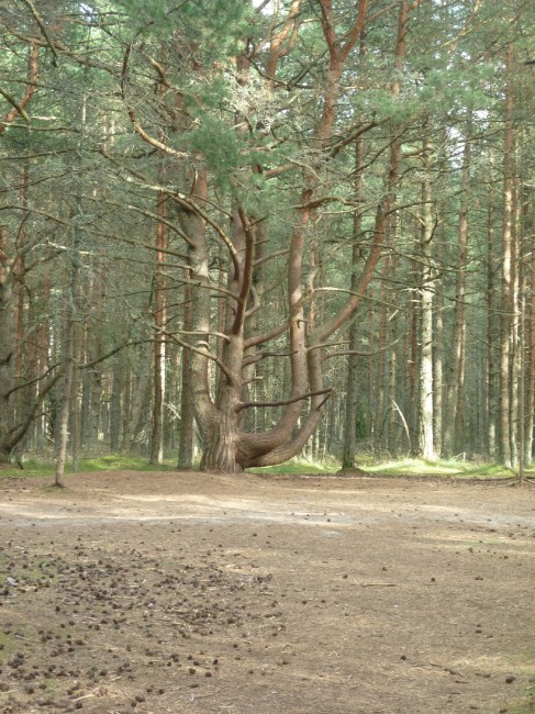 P1270508+.jpg